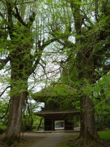 山門の両側に立つ銀杏の木