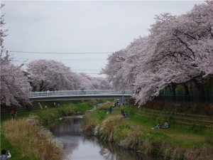 野川沿いの桜並木