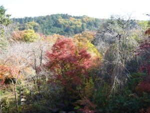 岩倉温泉郷の紅葉