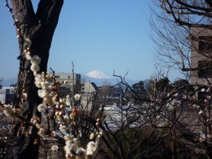 白梅の向こうに見える富士山