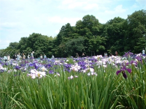 北山公園の花菖蒲