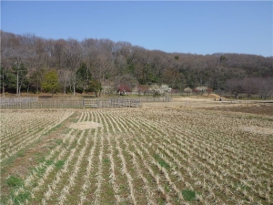 北山公園から八国山緑地