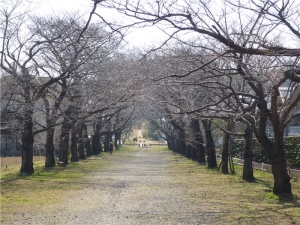 夢の遊歩道