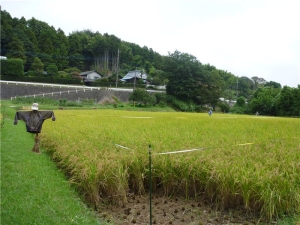 鑓水の田圃