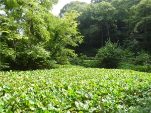 片倉城址公園・水連沼