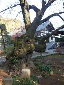 境内にある樹齢３００年の山桜