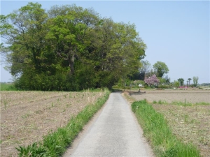 新川村の道