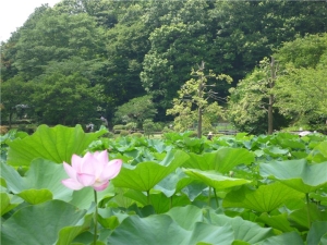 薬師池公園のハス田