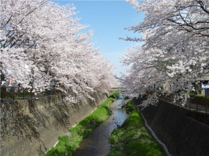 ①三沢川沿いの桜並木