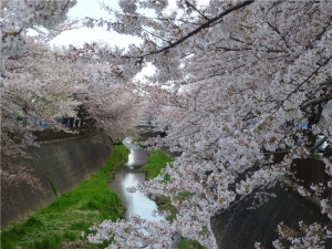 三沢川側道の桜