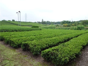茶畑（秋津川付近）