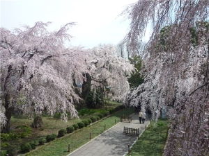 東郷寺参道の枝垂桜