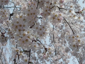 東郷寺の枝垂桜