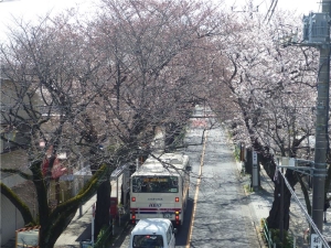 多磨霊園南参道の桜