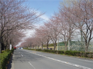 武蔵野の森公園