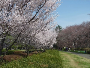 野川公園の桜