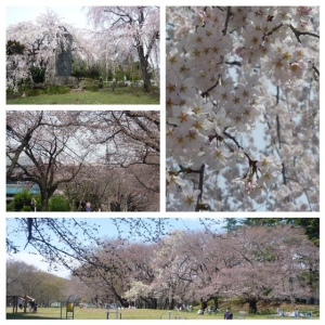 桜_Collage