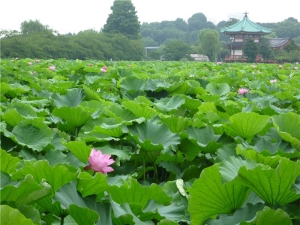 上野不忍池に咲くハスの花
