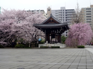吉祥寺境内の桜