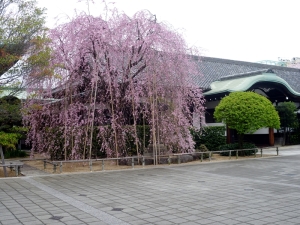 本堂脇の枝垂桜