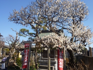 妙覚寺の白梅