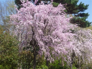 浴恩館の桜