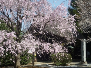海岸寺の桜