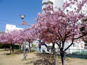 旧中川沿いにある河津桜の並木